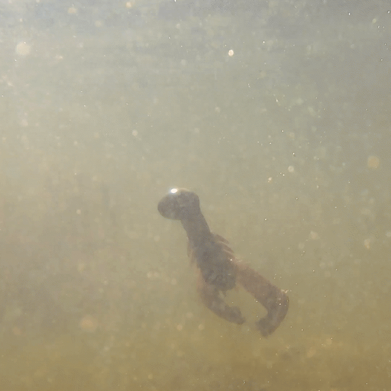 Reaction Tackle Lead Swing Football Jigs- 5-PACK - New - Reaction Tackle